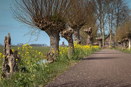 Spring in Corona time