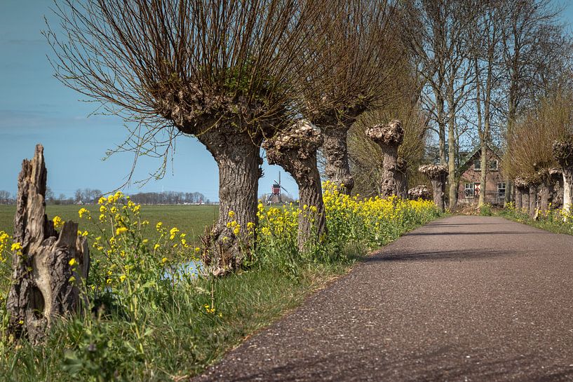 Spring in Corona time by JP Witteman