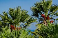 Dwarf palms on the Gulf of Castellammare, Scopello, Sicily, Italy
