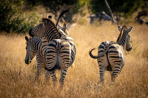 Zebras im Krüger-Nationalpark