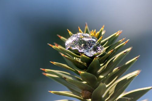 Araucaria in winter with ice and hidden ladybird