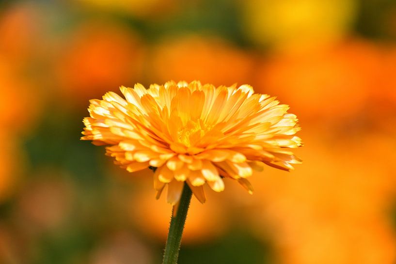 In het zonnetje gezette goudsbloem, beautifull goldflower van Jolanda de Jong-Jansen