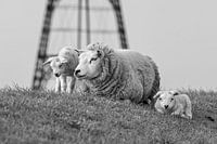 Lambs Iron Cape Texel
