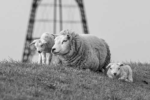 Lambs Iron Cape Texel by Ronald Timmer