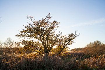 Zonsondergang op de Lesum van Torsten Krüger