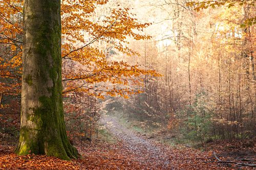Speulderbos
