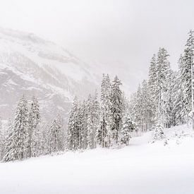 Paysage enneigé avec des conifères, des pins et beaucoup de neige sur Moments by Kim