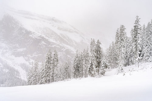 Snowy landscape with conifers, pine trees and lots of snow