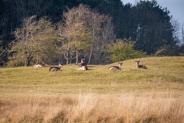 Daims dans le Amsterdamsewaterleidingduinen, ambiance safari. sur John Ozguc