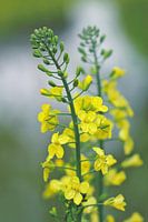 Flowering Cabbage