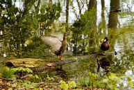 Twee eenden op een houtje in het bos. van Jurjen Jan Snikkenburg thumbnail