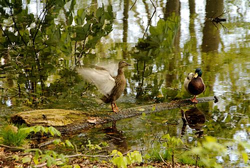 Twee eenden op een houtje in het bos.