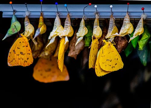 Knospende Schmetterlinge von Lonneke Collewijn