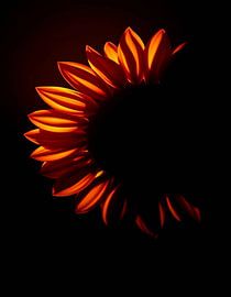 Ember Sun I by Ember Bloom