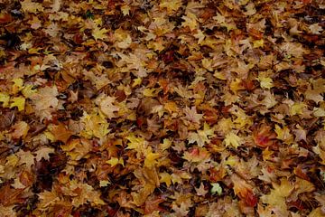 Autumn leaves van Ioanna Stavrakaki
