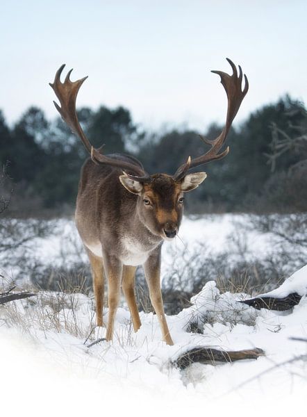 Fallow deer in the snow by Marijke Groos