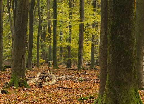 Speulderbos