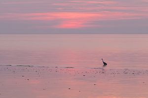 Héron solitaire sur Menno Bakker