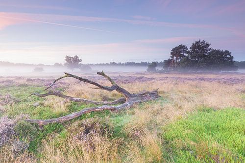 Flowering heather with tree and mist