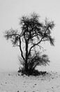 Einsamer Baum im Winter und Nebel in der Rhön von Martin Flechsig Miniaturansicht