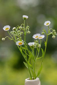 margrietjes in een vaasje van anne droogsma