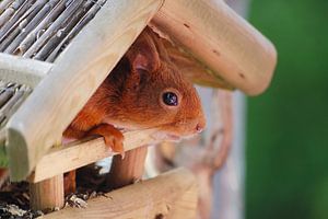 Besuch des Eichhörnchens