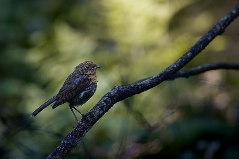 Juvenile robin in the shade by Dennis van Hof