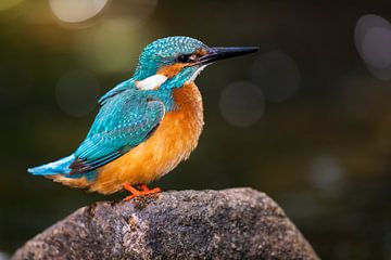 Kingfisher after the river bath by Daniela Beyer