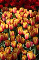 Koningstulpen