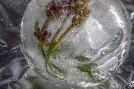 Lavender in crystal clear ice van Marc Heiligenstein thumbnail