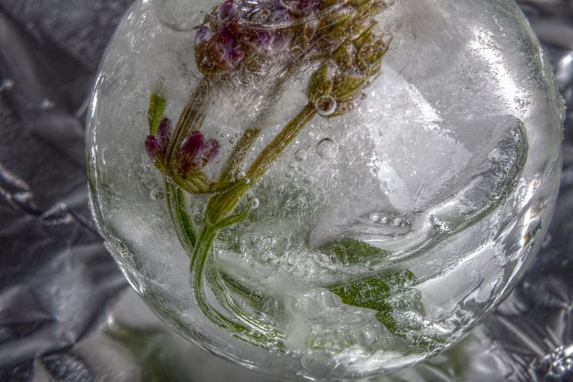 Lavender in crystal clear ice van Marc Heiligenstein