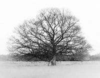 Arbre