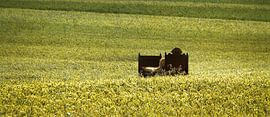 A bed in the cornfield - Panorama van Ruth Klapproth
