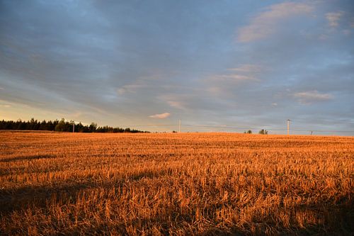 Een veld in de herfst na de oogst
