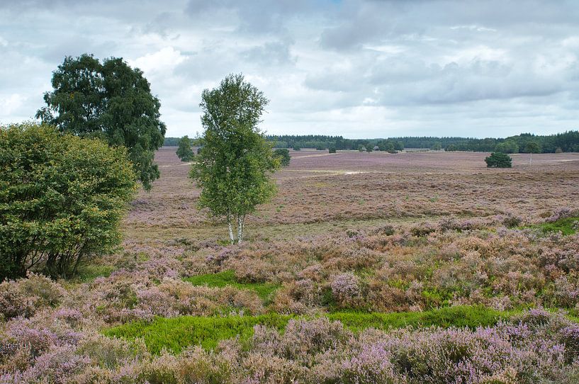 Groot heideveld omgeving Epe van Rene du Chatenier