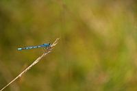 Blauwe waterjuffer