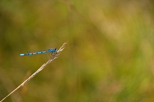 Blue damselfly
