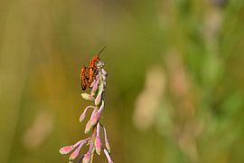 Scarabée soldat rouge sur Karin Jähne