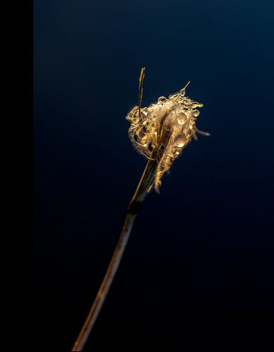 Tropfen und Federn im warmen Morgenlicht