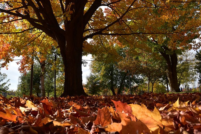 In the park in autumn by Claude Laprise