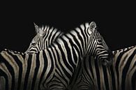 True zebra love von Elianne van Turennout Miniaturansicht