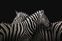 Majestueuze Zebra's Tegen Zwarte Achtergrond - Indrukwekkende Dierenfotografie