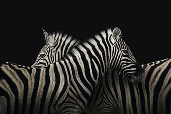Majestueuze Zebra's Tegen Zwarte Achtergrond - Indrukwekkende Dierenfotografie