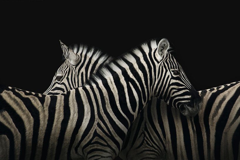 True zebra love par Elianne van Turennout