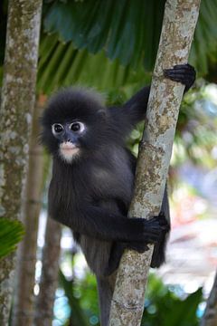 Nieuwsgierig Brillangoer aapje in palmboom