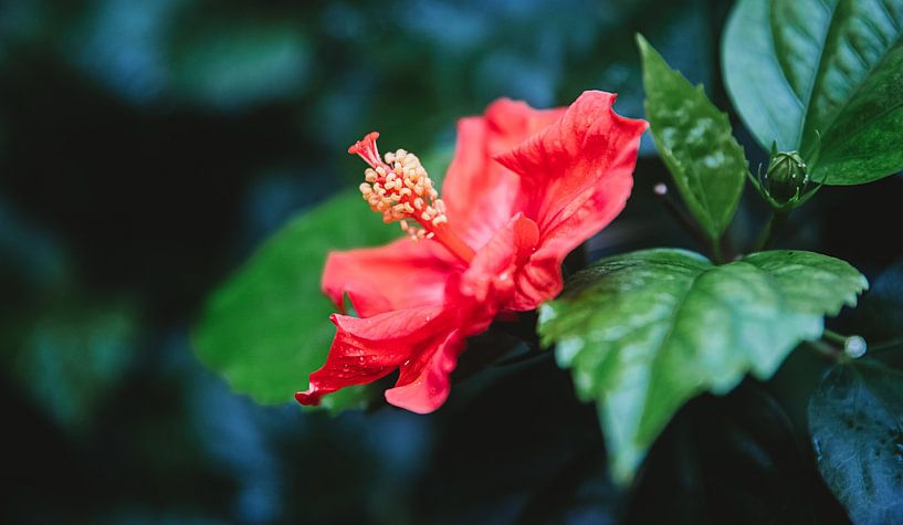 Red flower surrounded by green leaves by Anke Kaal