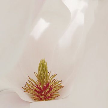 Magnolia I van Volker Lampe