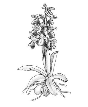 Harlekijn (Anacamptis morio) - illustratie