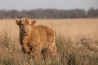 Schottisches Highlander-Kalb auf dem Hijkerveld, Drenthe