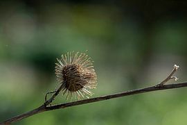 Spiky